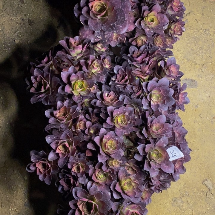 6盆处理不包售后多肉3313