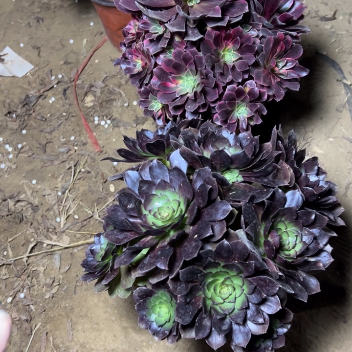 心***水多肉植物断枝不包1