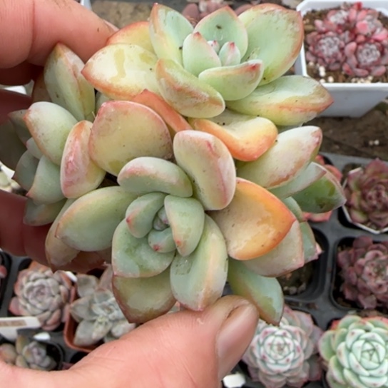 71泡芙多肉植物多