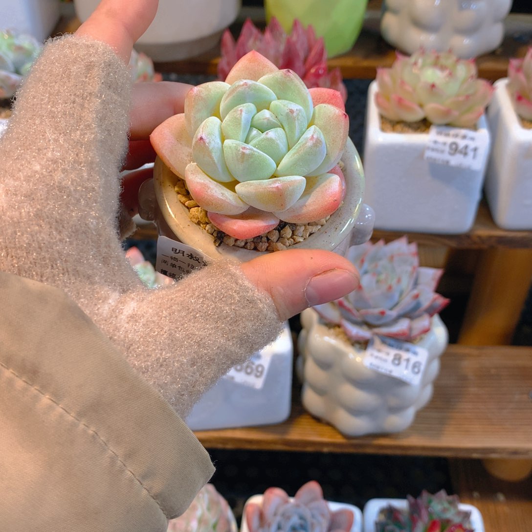 A***n明叔精选一物一拍450