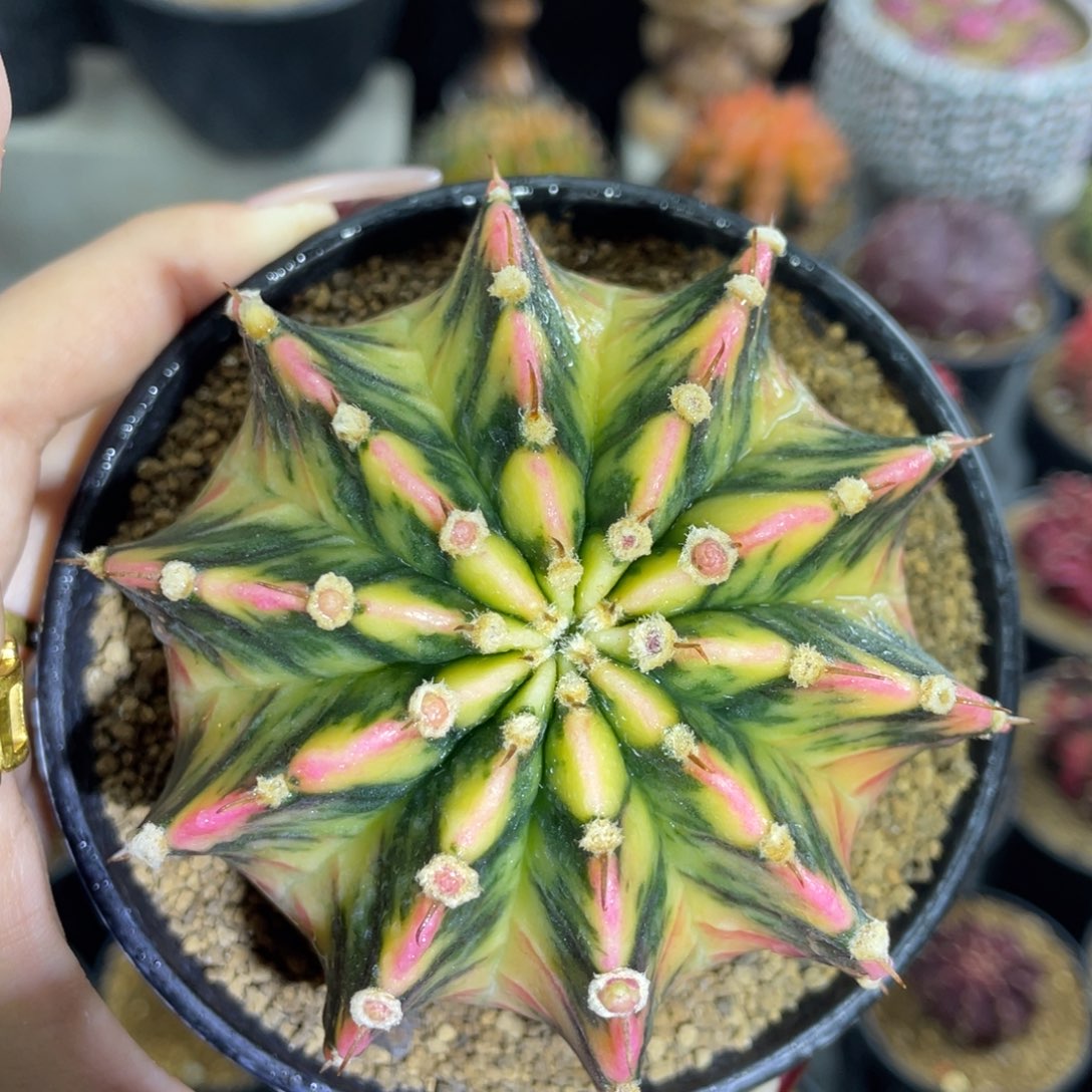 米哈星球0000000001