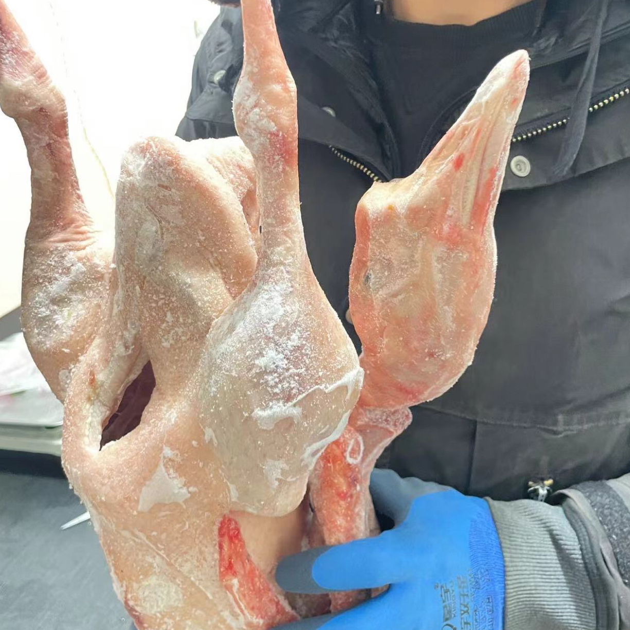 黑龙江散养雪地大白鹅