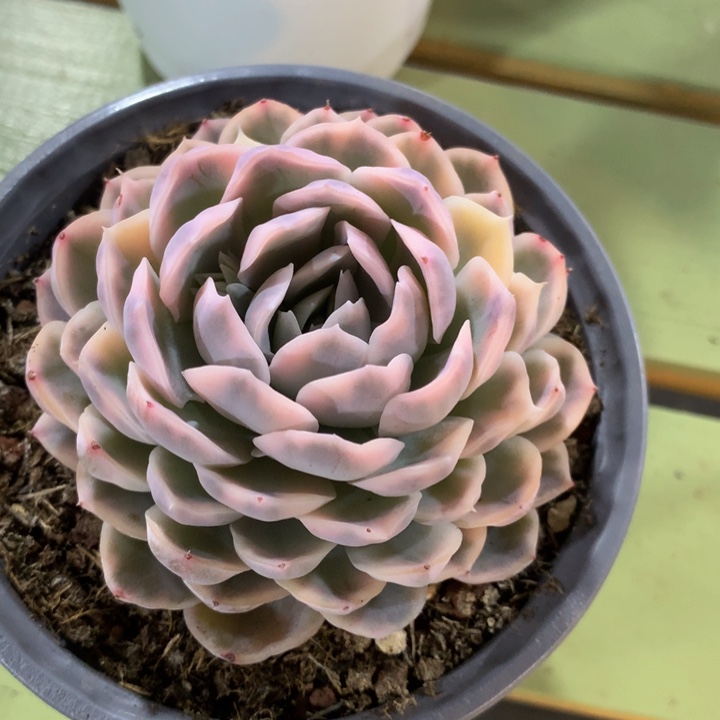 雪球锦，一物一拍