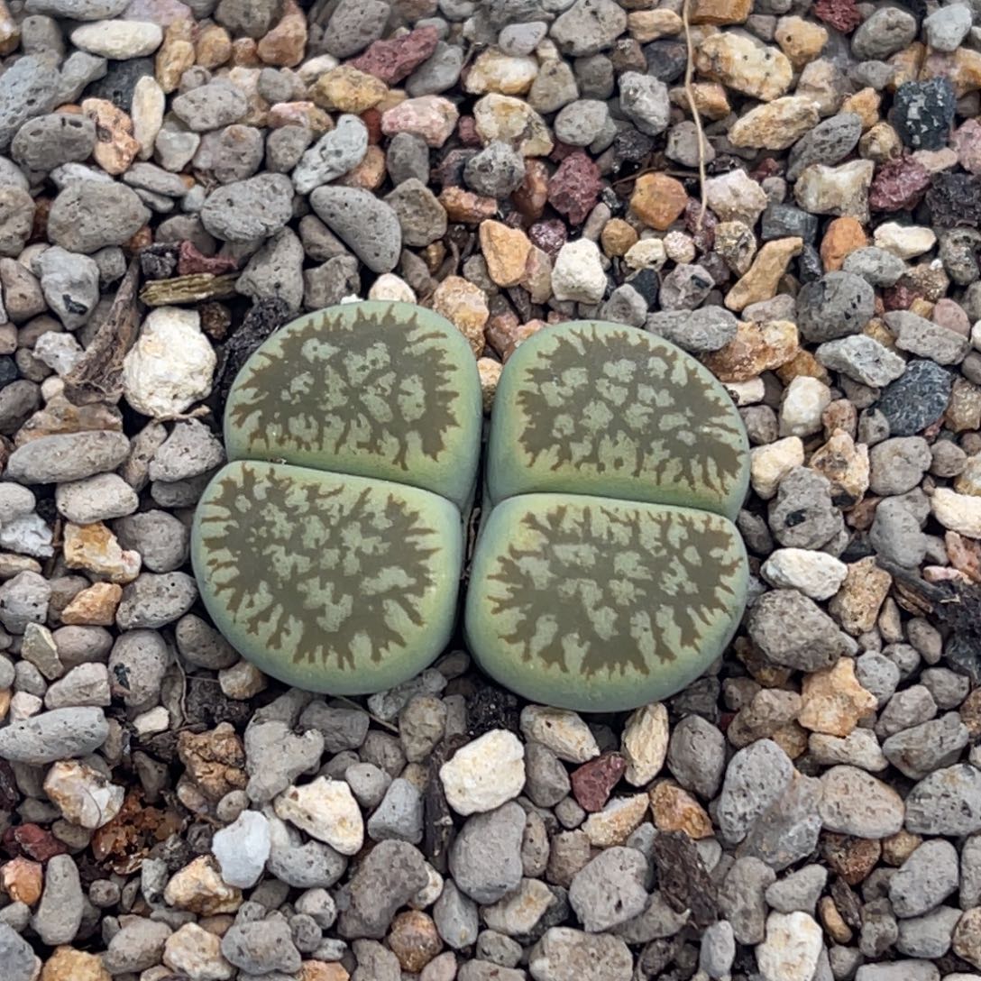 7817双头绿流水一颗