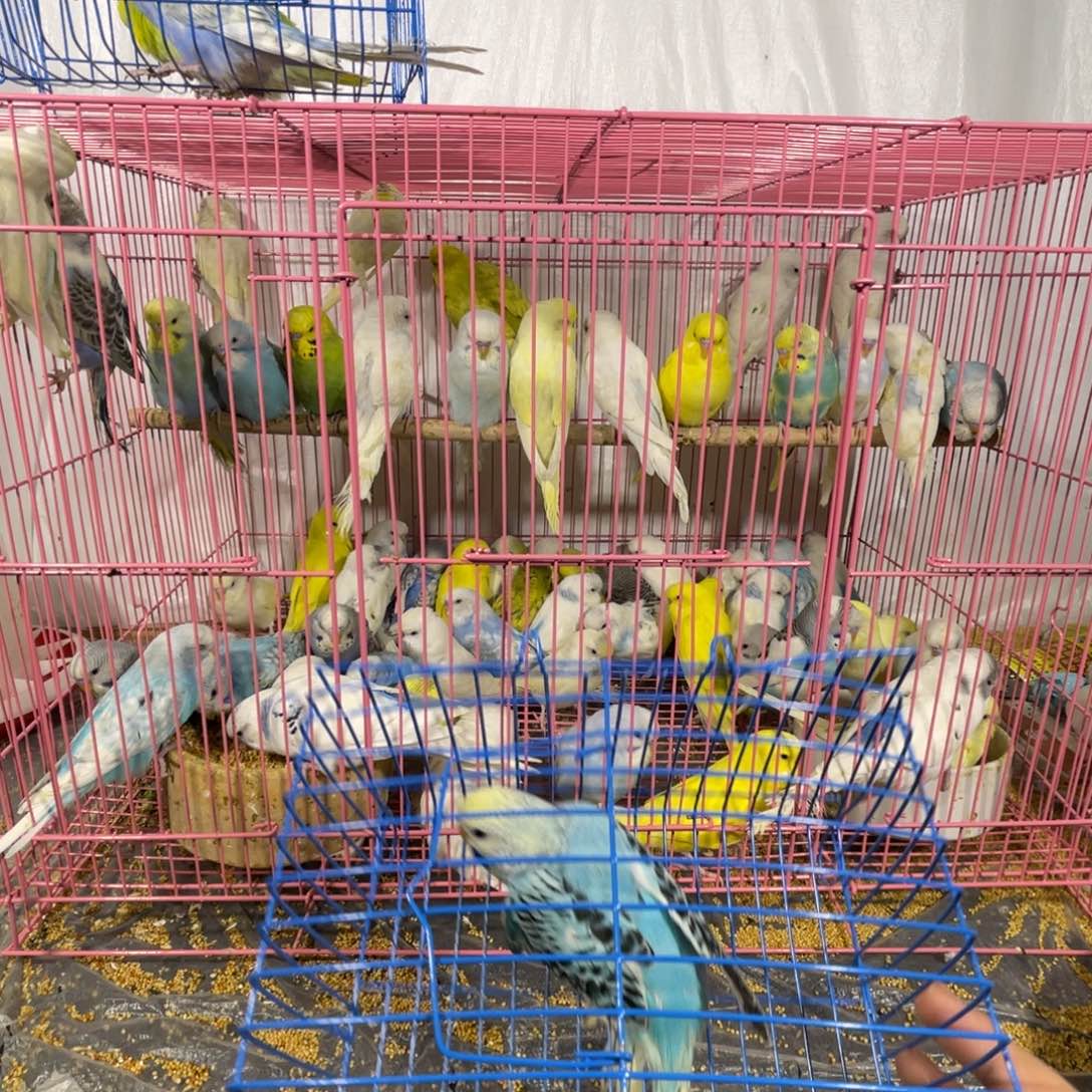 虎皮鹦鹉哈哈哈哈哈哈哈