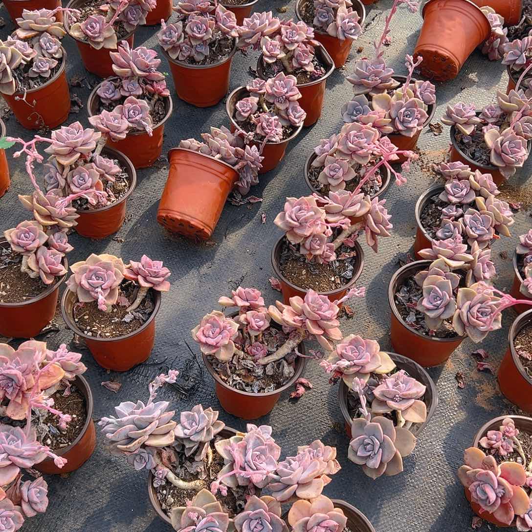 小彩虹糖，满18包邮