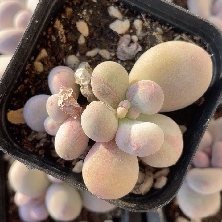 一物一拍石化满18