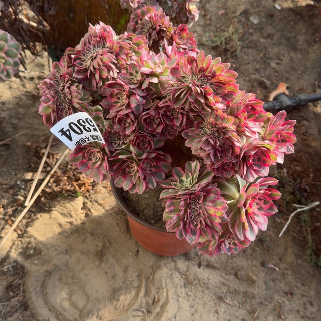 法师倾城缀5304 16-49