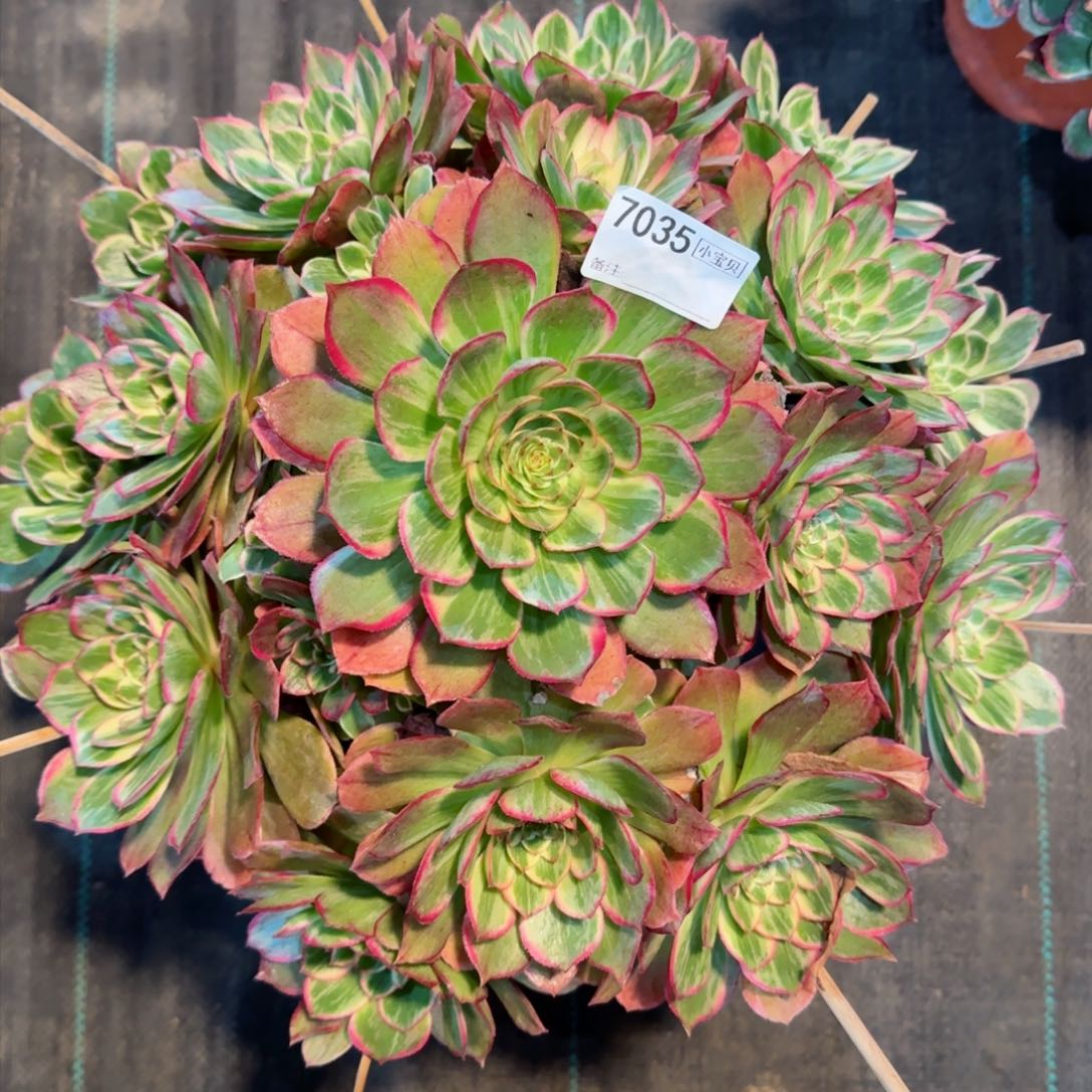 7035多肉莲花座多肉多肉