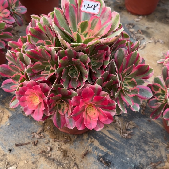 17-18女郎多肉不包售后