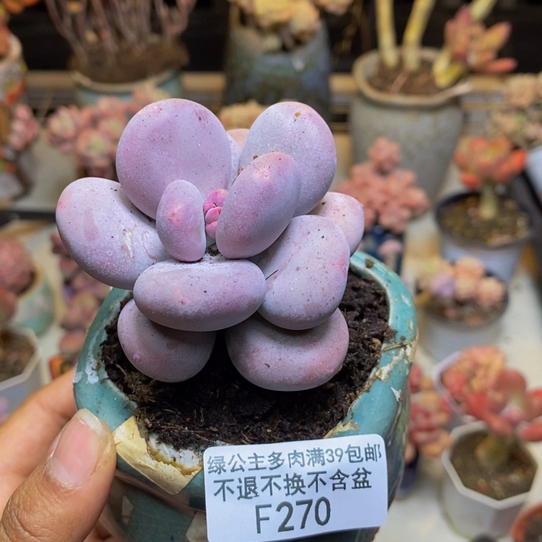 270大叶奶多肉6c m
