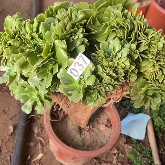 琪***琪一颗多肉法师植物 037