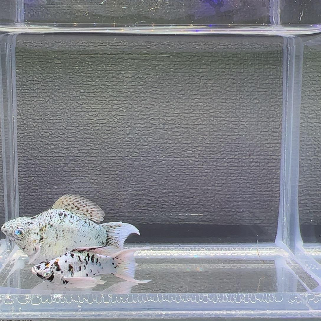 孔雀鱼奶牛钻石眼