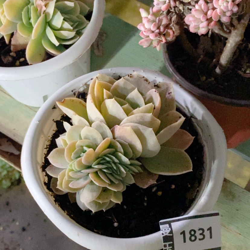 【闪购商品】唐*儿星娜塔缀1831