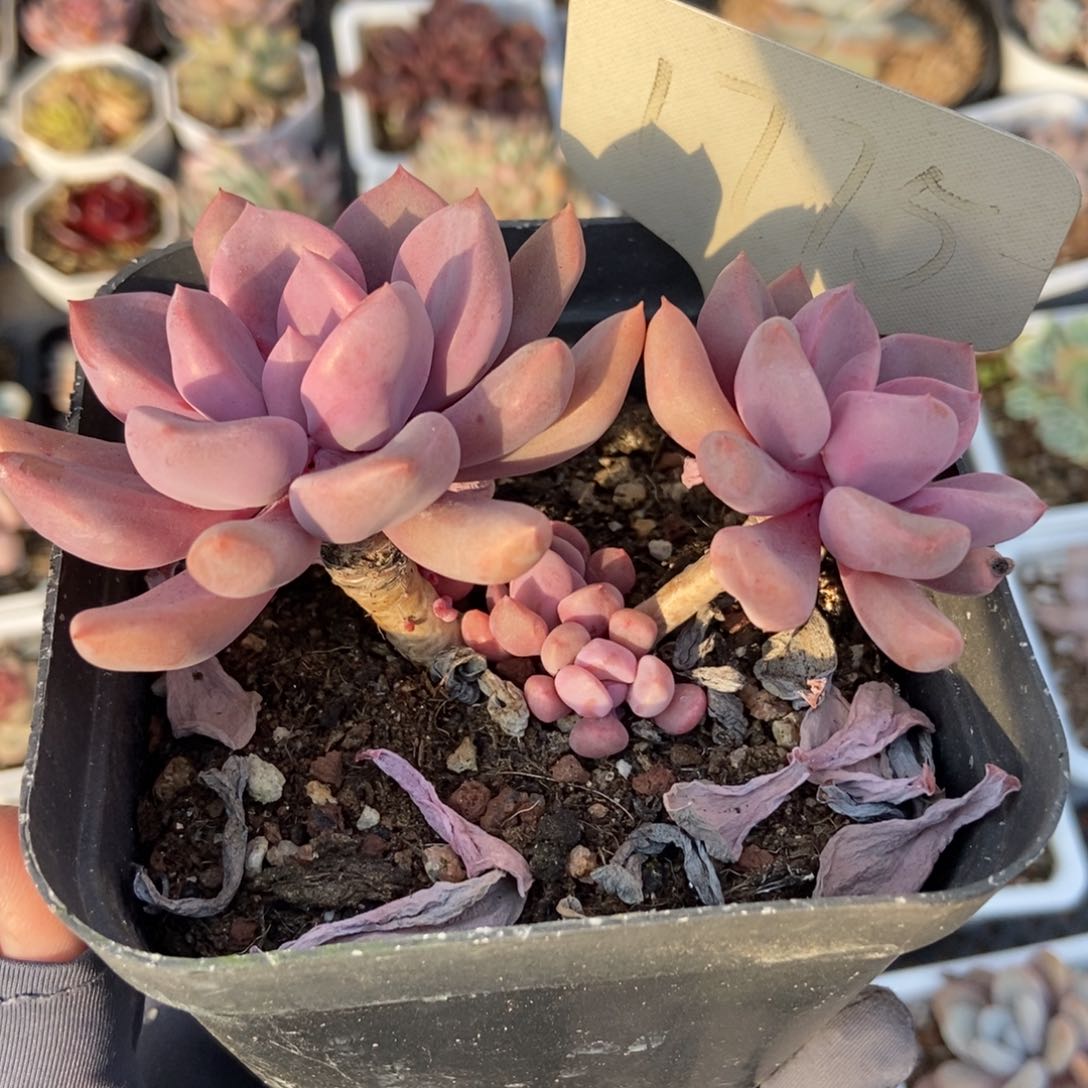 1775丘比特多肉植物保护