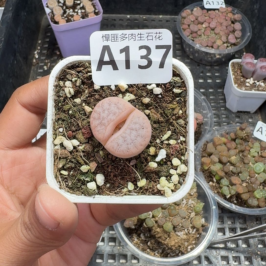 137多肉植物多肉植物