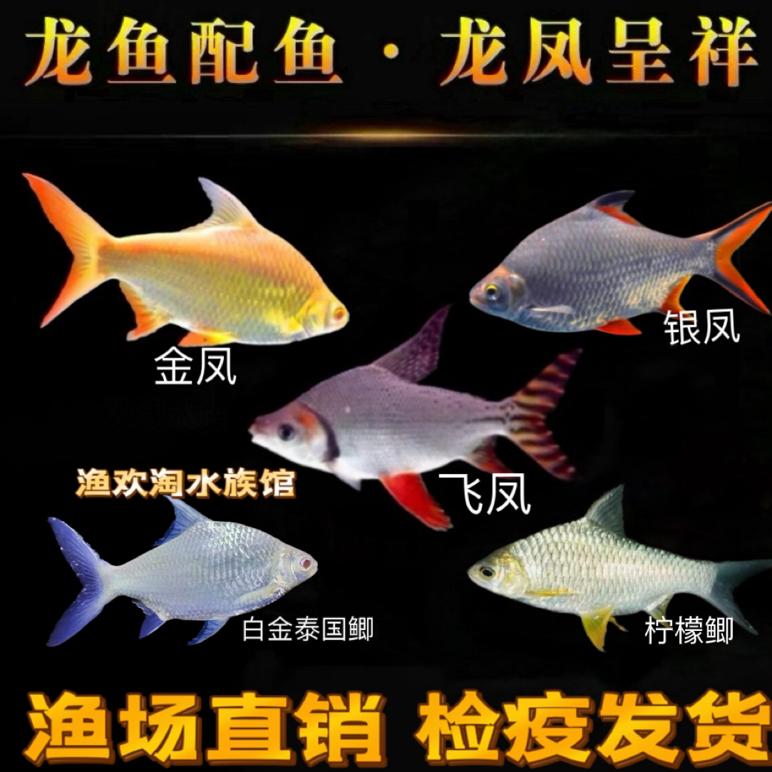 金凤银凤鱼双线侧飞凤鱼泰国鲫热带观赏鱼龙鱼配鱼