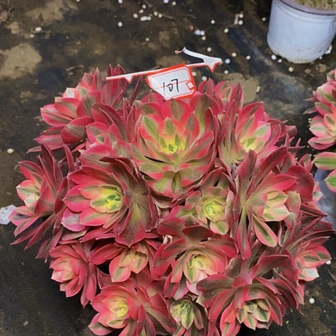 粉女郎老桩捧花法师107