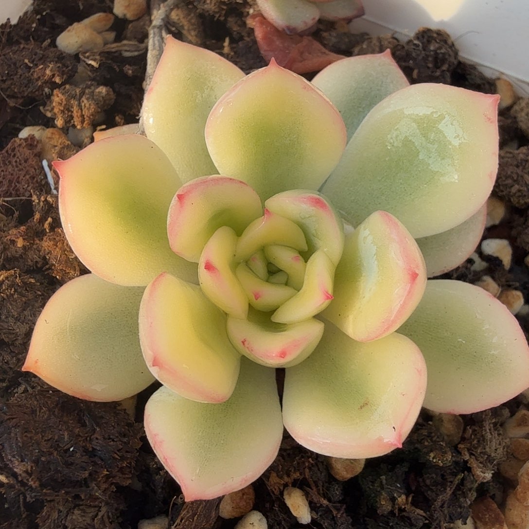 雨燕座锦，多肉植物