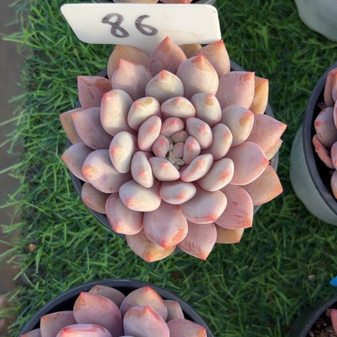 单头半夏多肉植物