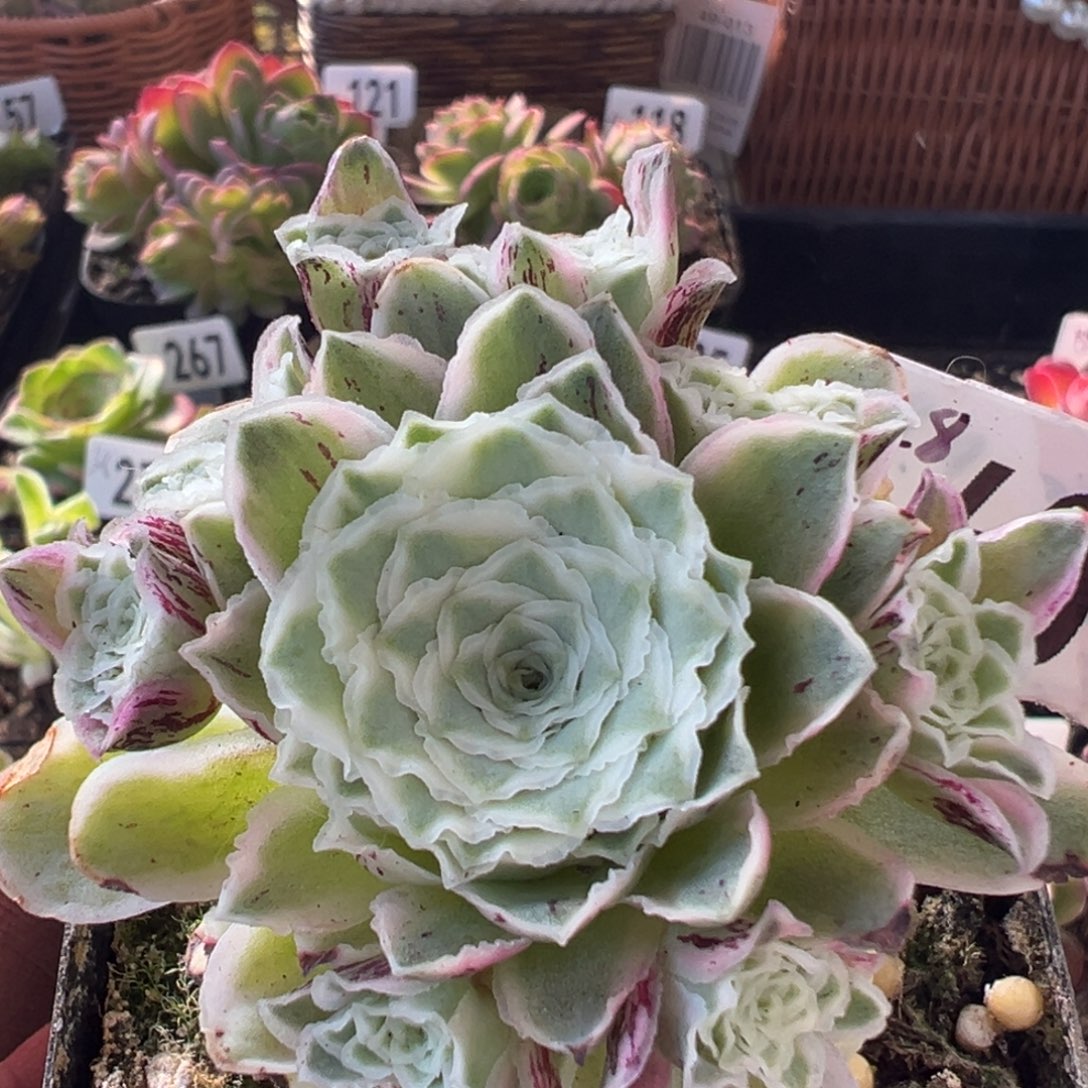 秋夕40山地玫瑰多肉