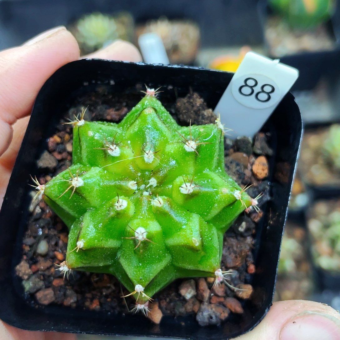 非偏远地区满25包邮仙人球