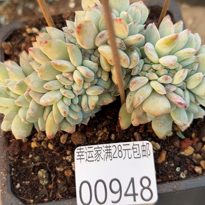 幸运的是我没有遇到过幸运