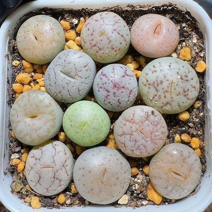 生石花1211111。 菠萝豆。 181