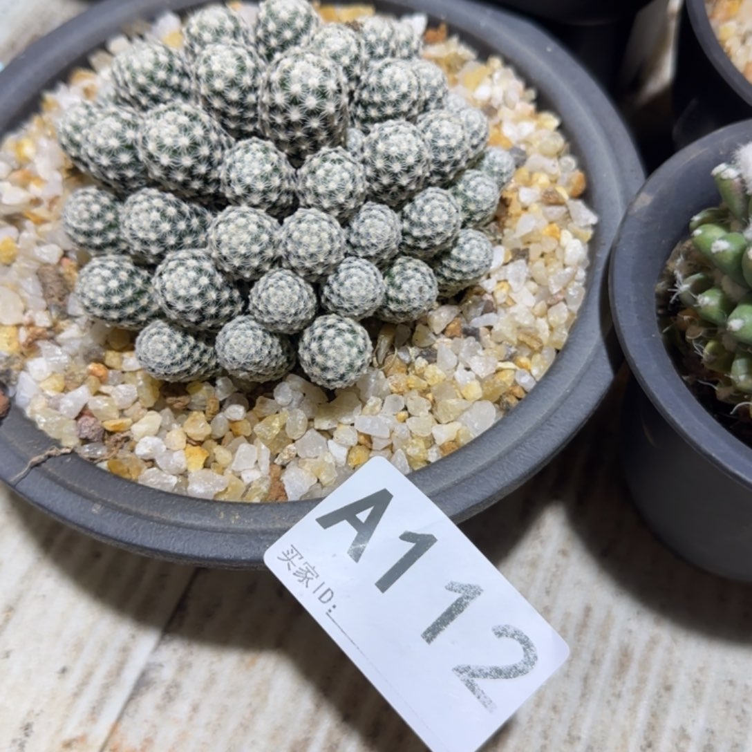 鲸***丶实生仙人球特价一颗