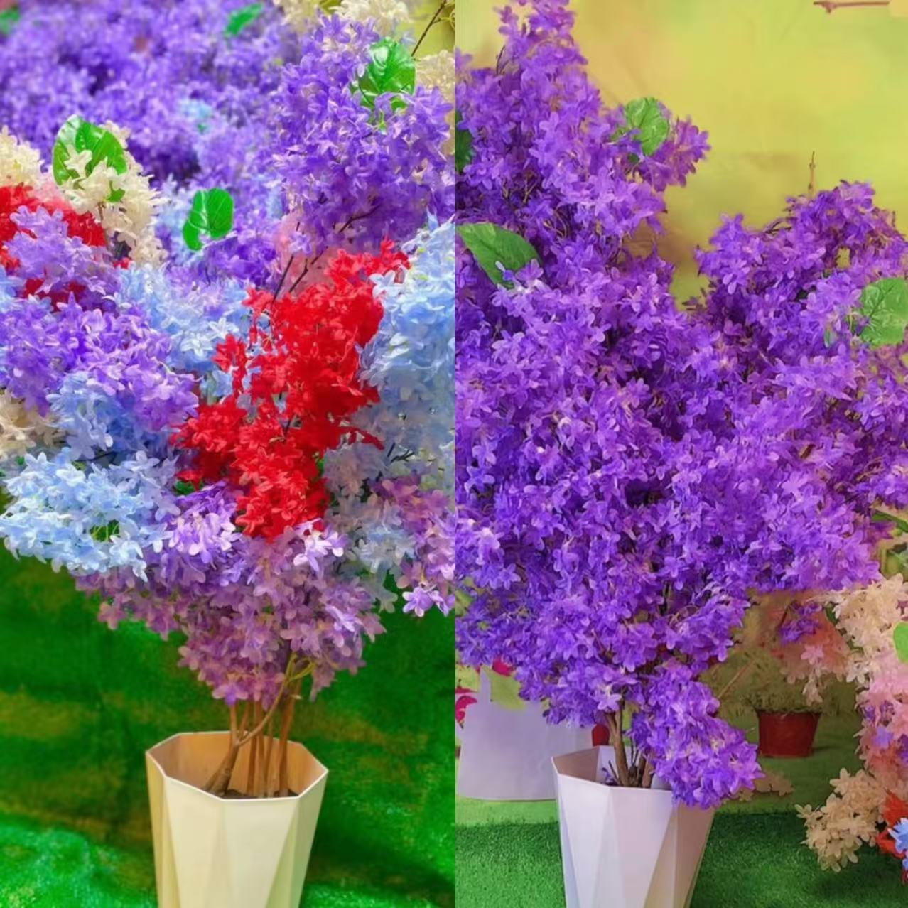 丁香花树苗耐寒耐旱四季种植