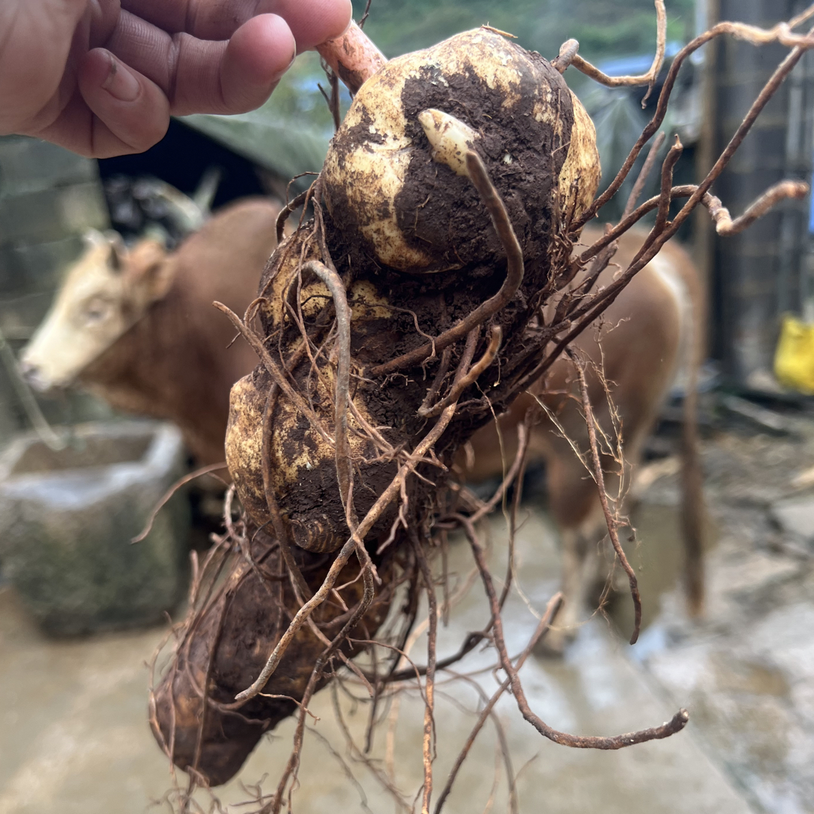 云南自己上山采的新鲜滇黄斤