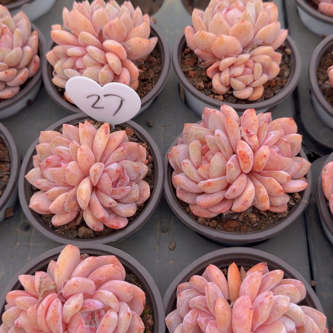 双头韩橙一颗脱土发货