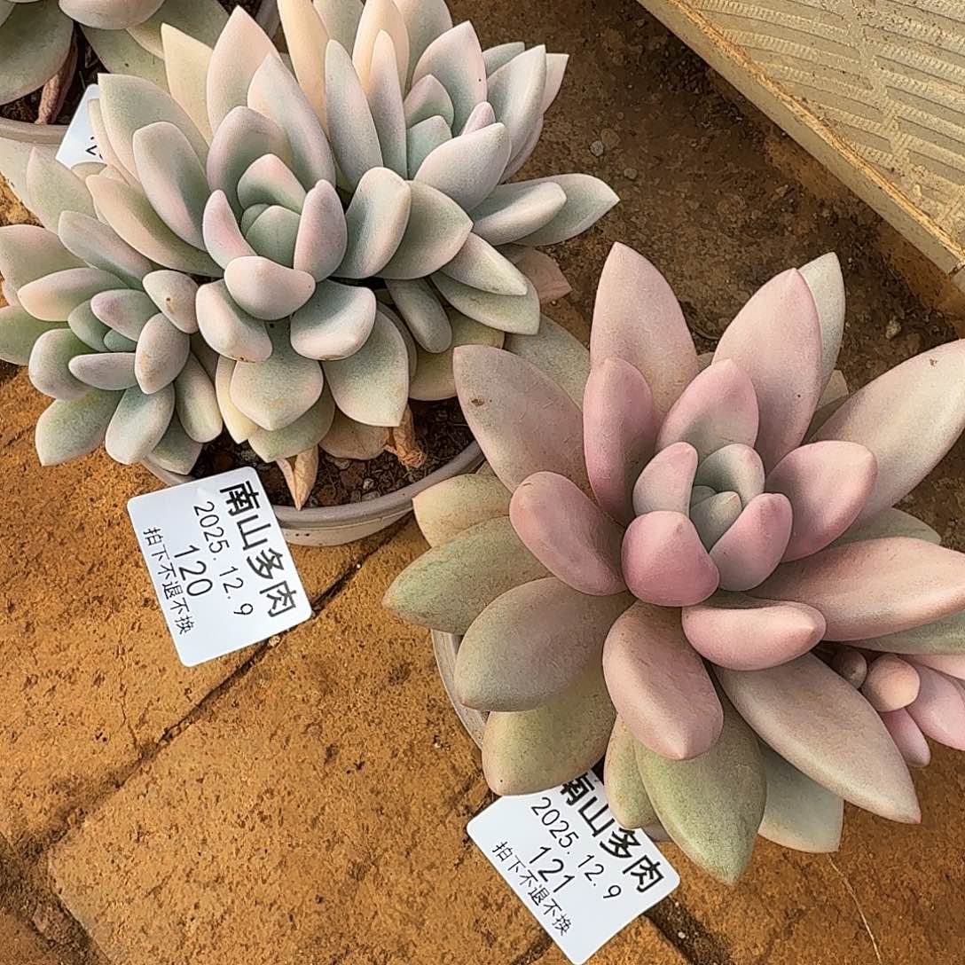 打***死奥普底座和桃花源锦111129-120-121