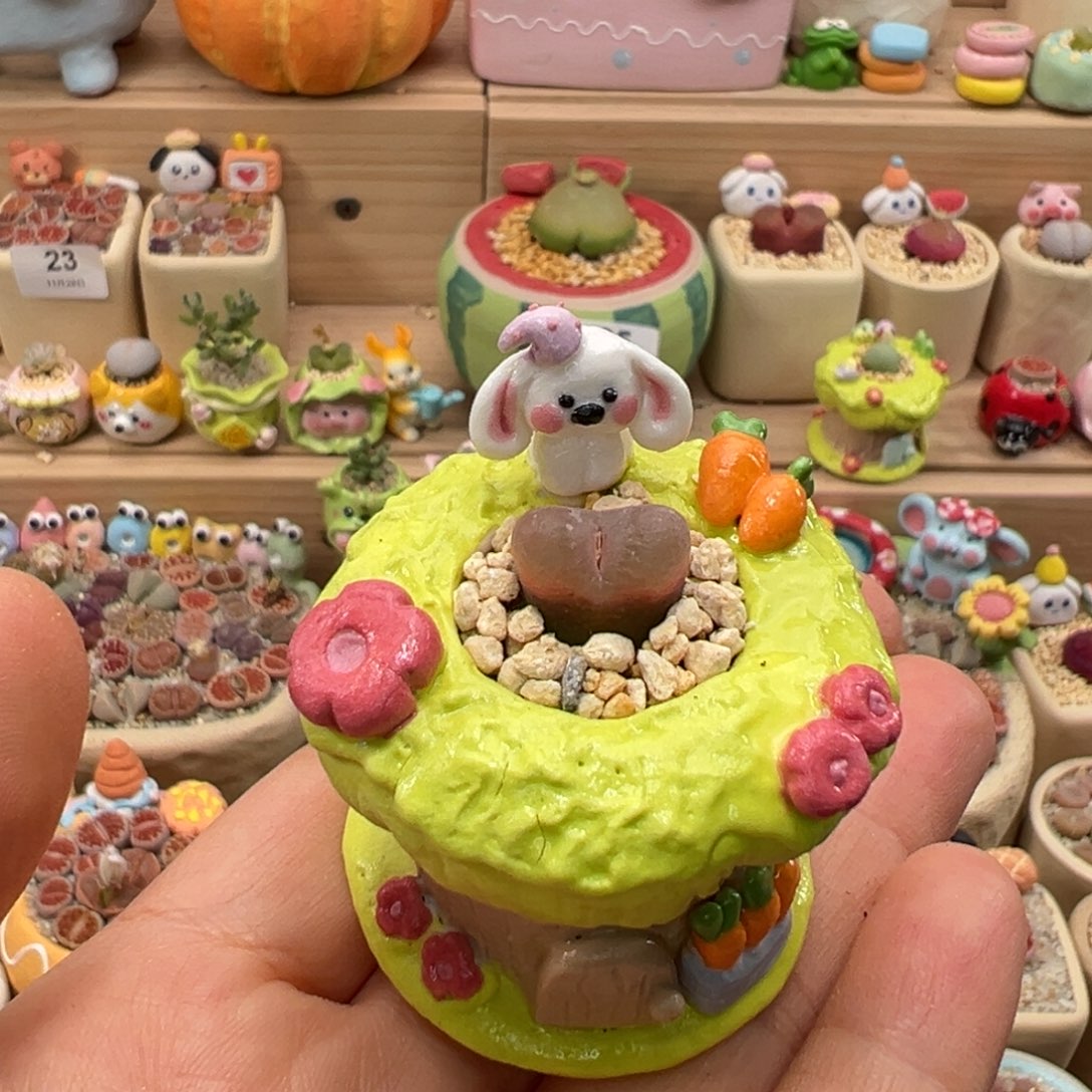 多肉植物120号红毛