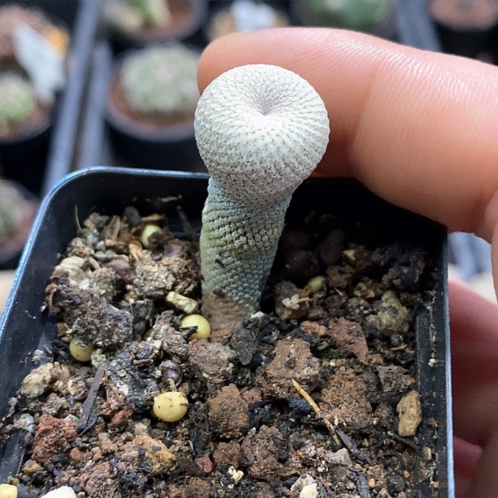 孤品实生小人帽子仙人球1.6cm