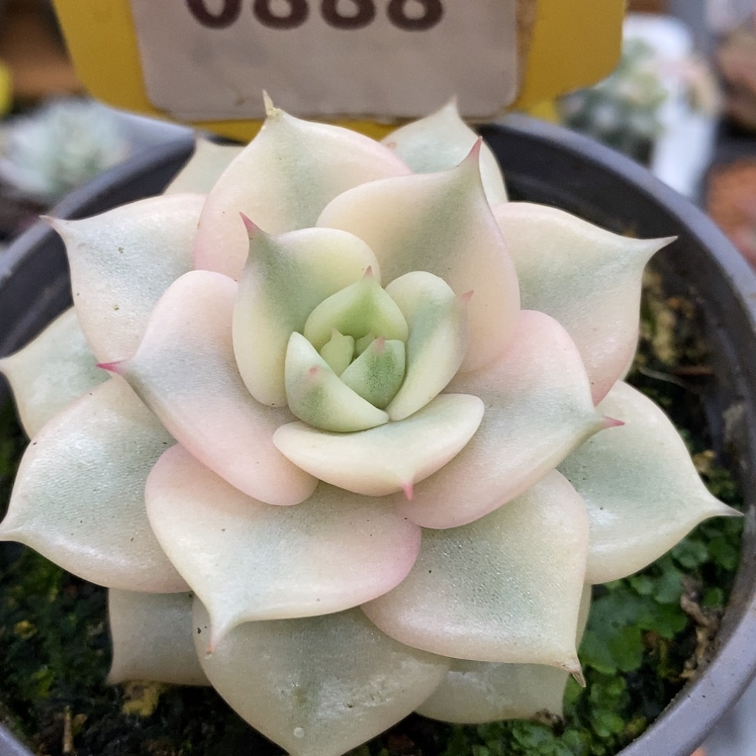 888贝加复古哈哈哈哈哈