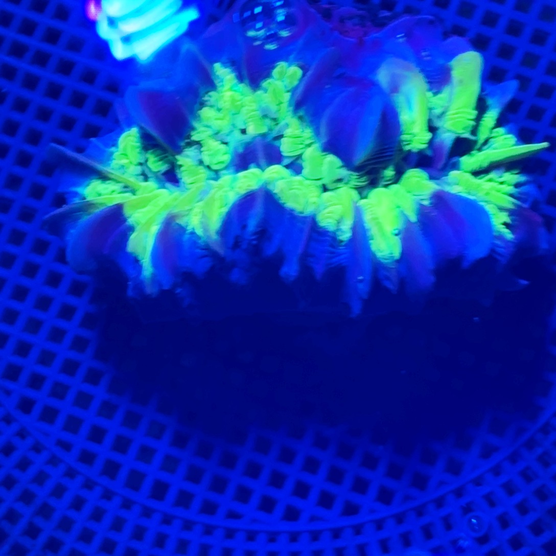 家***袄纽扣珊瑚超荧光绿气泡