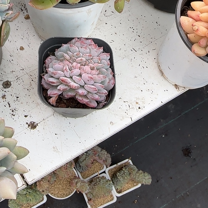 青蛙王子儿童牙膏11