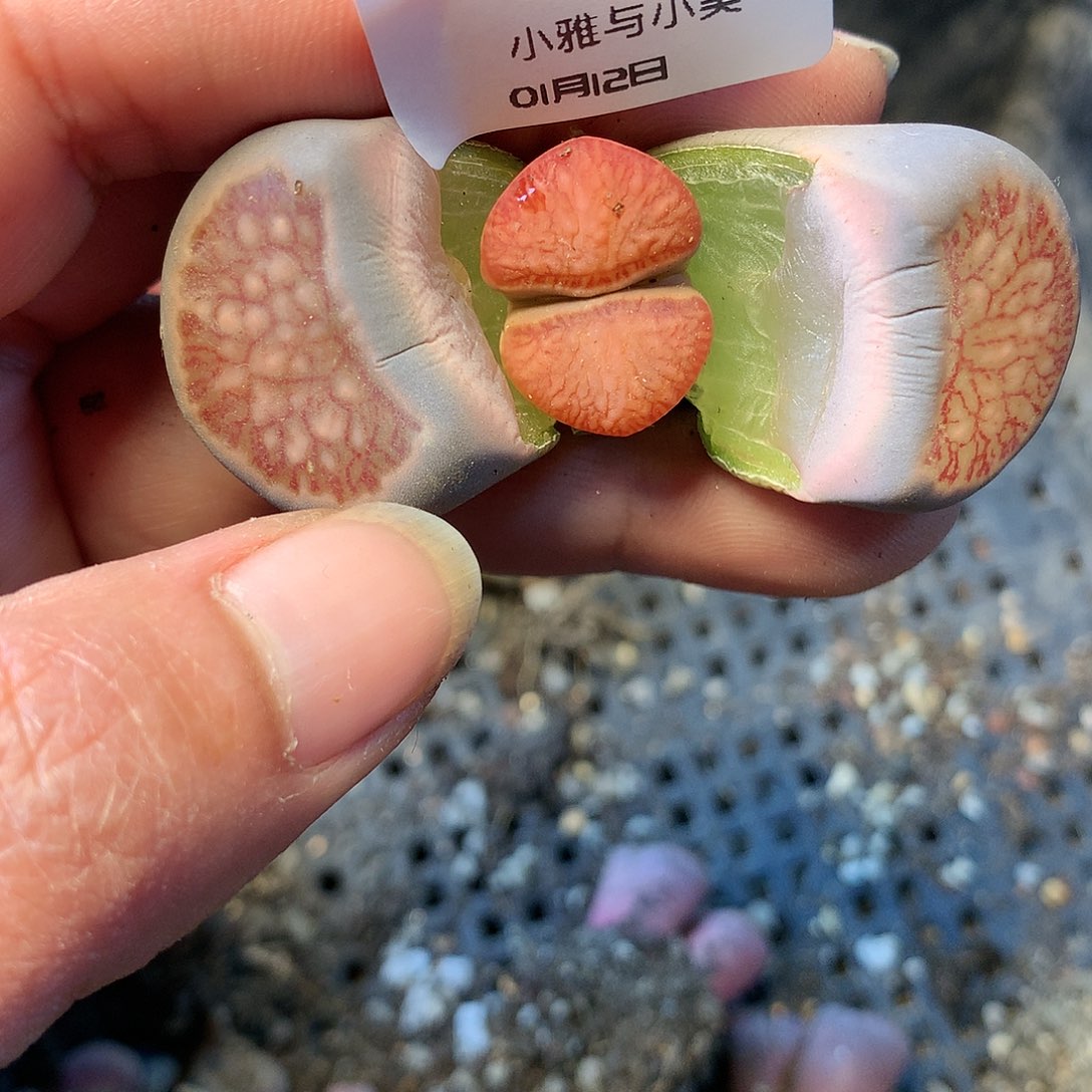 B308多肉植物保护研究所