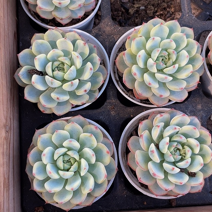 姬莲锦5.8带盆土发