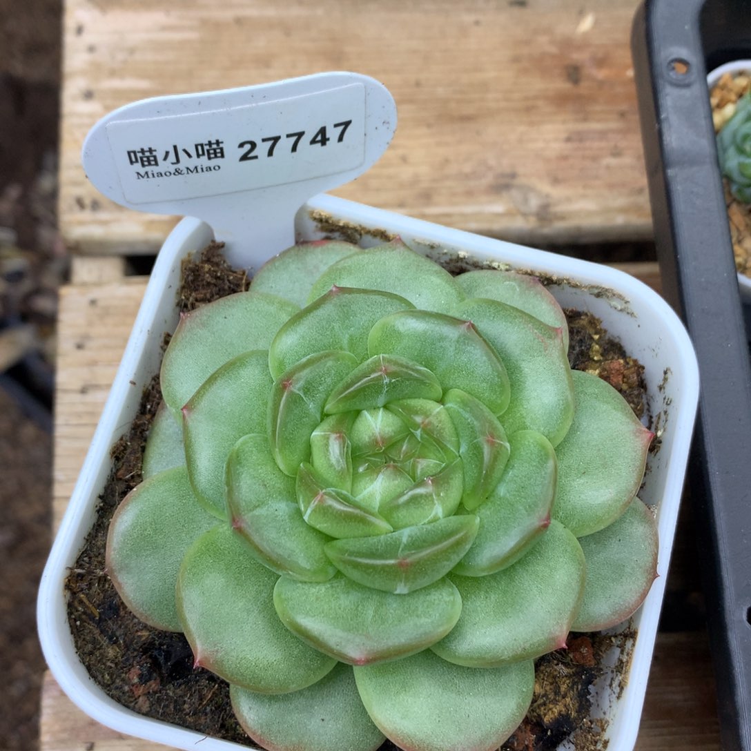 N***e多肉植物杂交珍妮