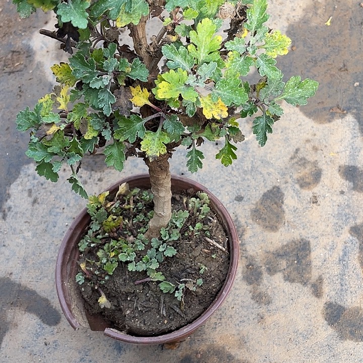 强****完全开放30菊花菊花菊花菊花菊花
