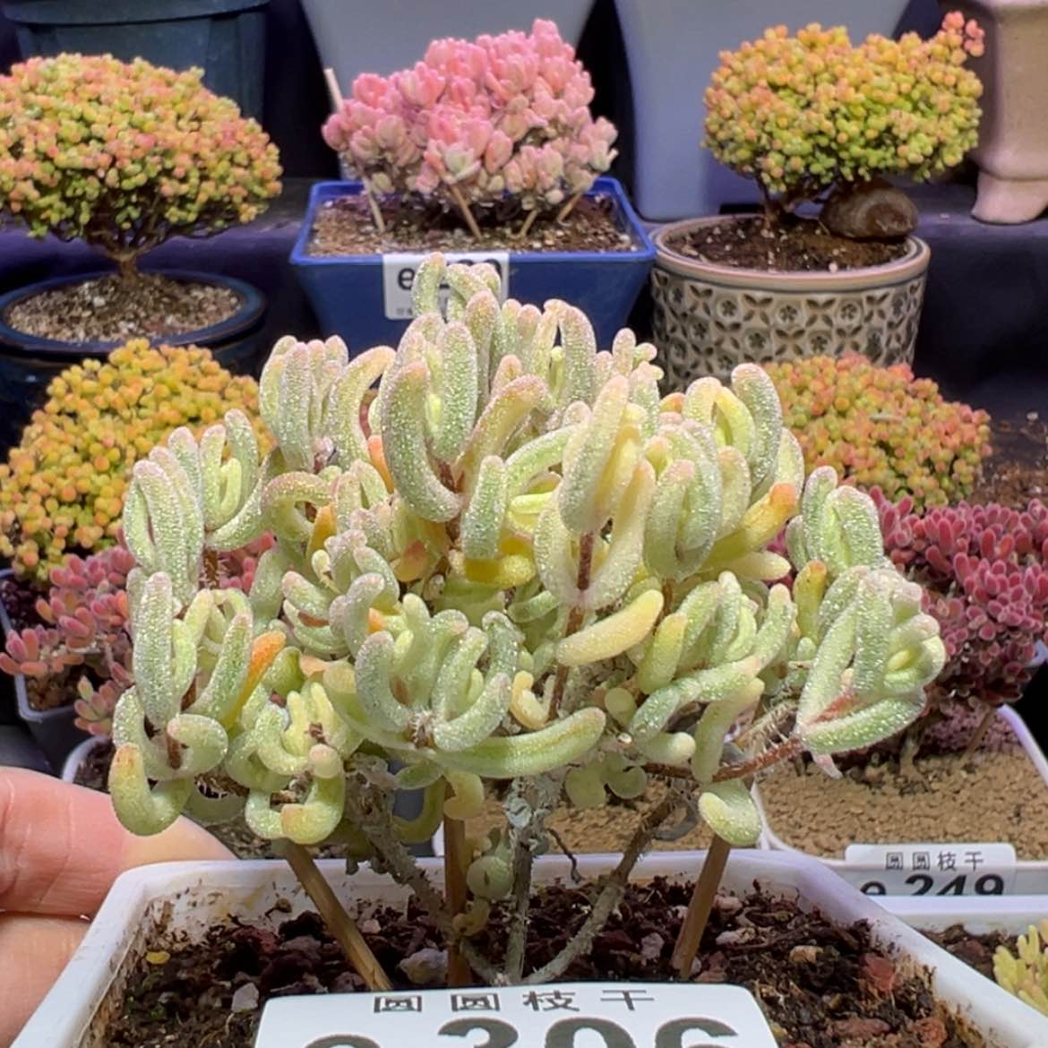 【闪购商品】e306三叉橙叶锦冠幅7cm