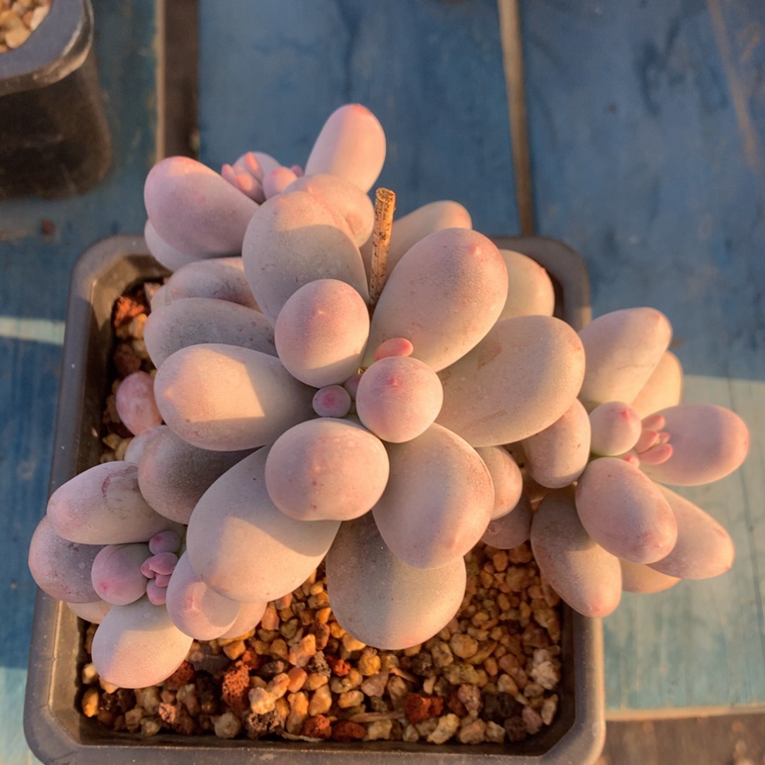 米可奶酪一物一拍