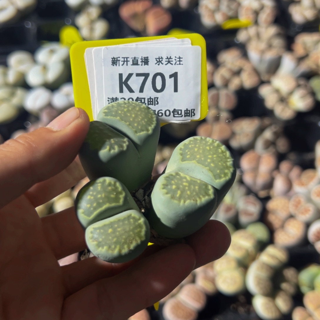 701 生石花大群生一物一拍，默认有瑕，介意勿拍