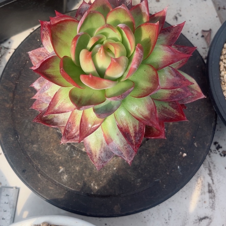 李***姐惊鸿仙子多肉植29