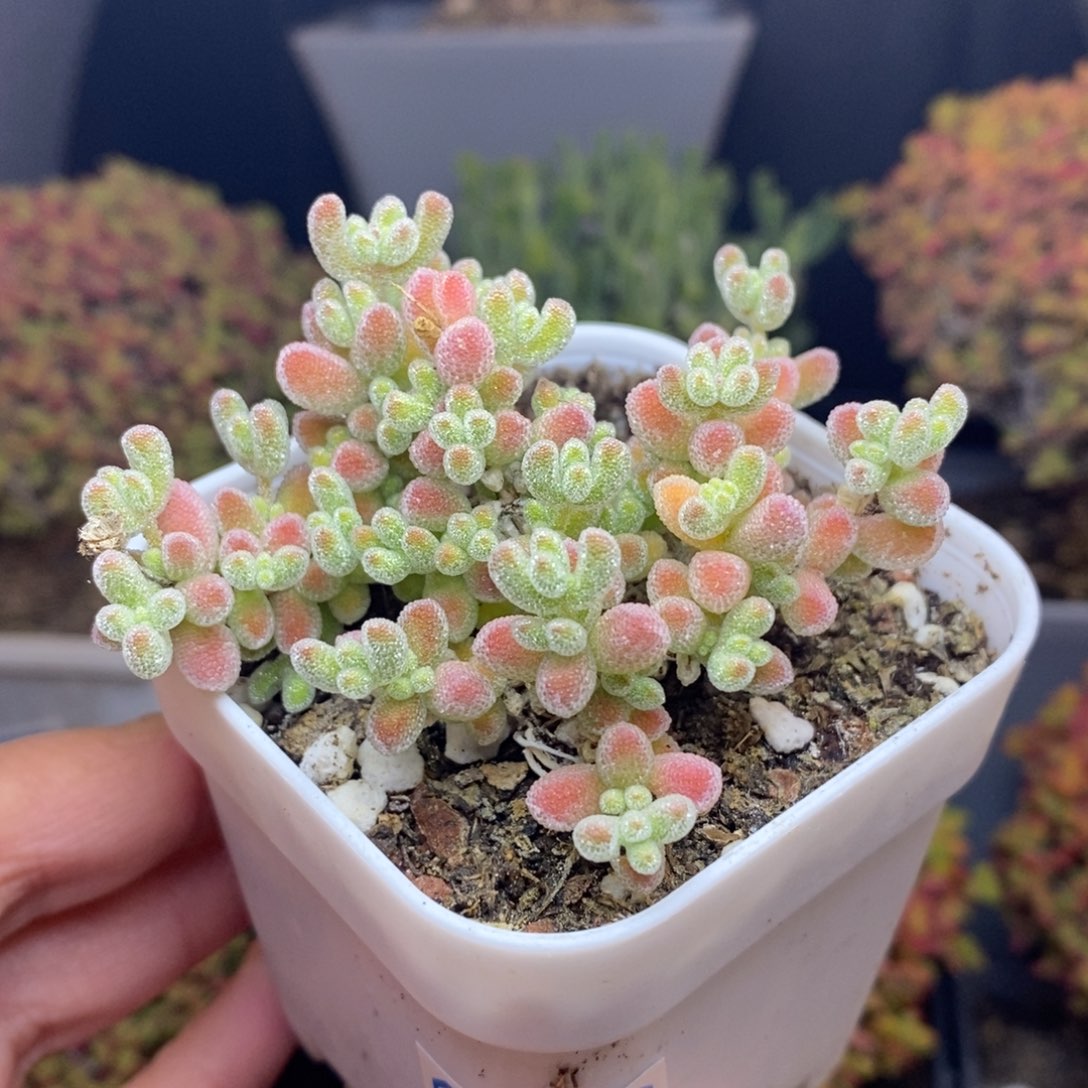 2***3无花朵54号优选冰晶枝干