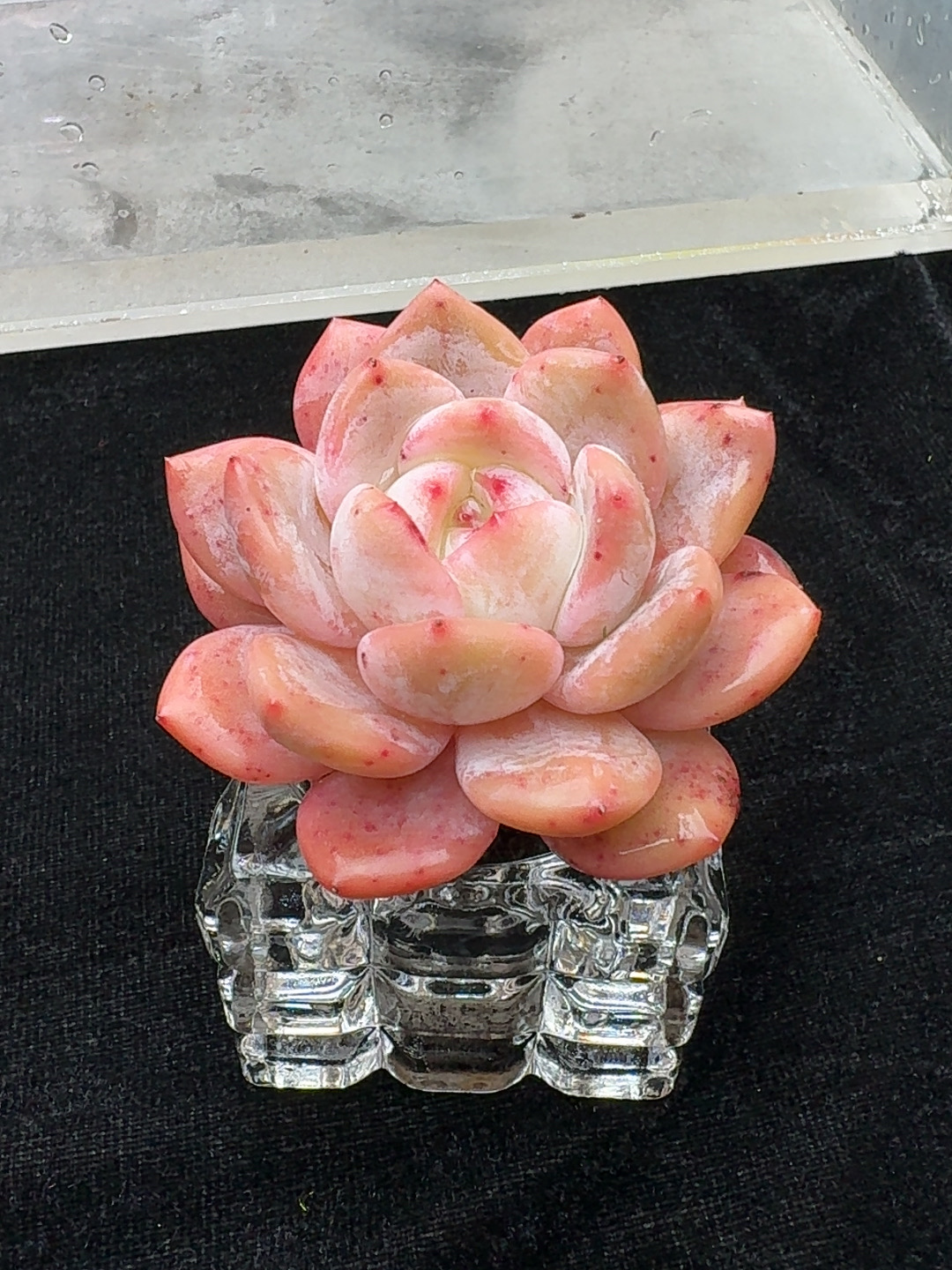 橙梦露（带水晶盆）无土栽培多肉