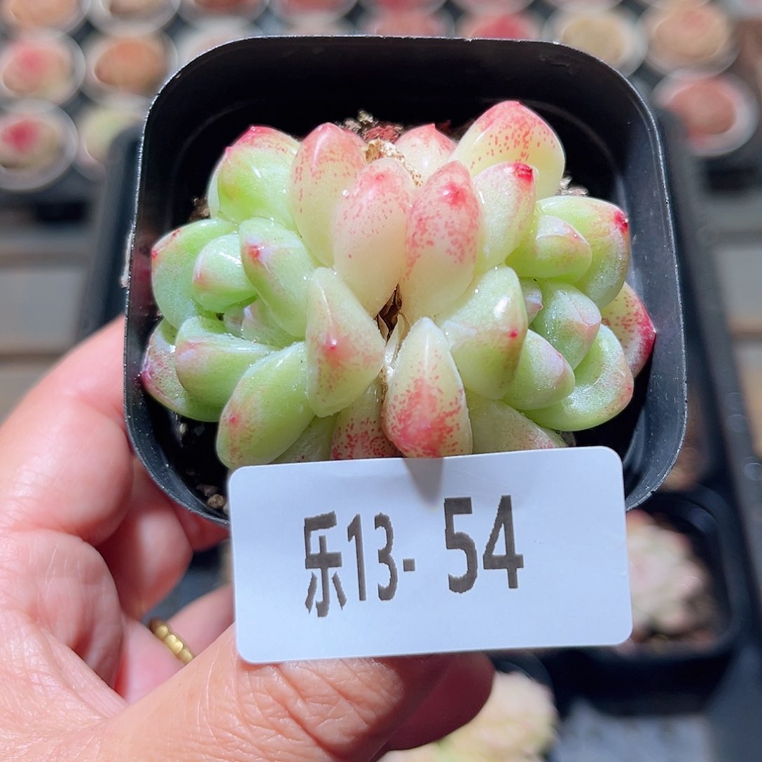 乐13-54 冰玉双头 