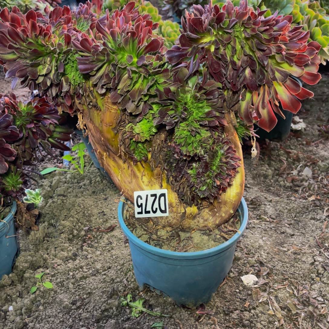 欧若拉法师28///////44